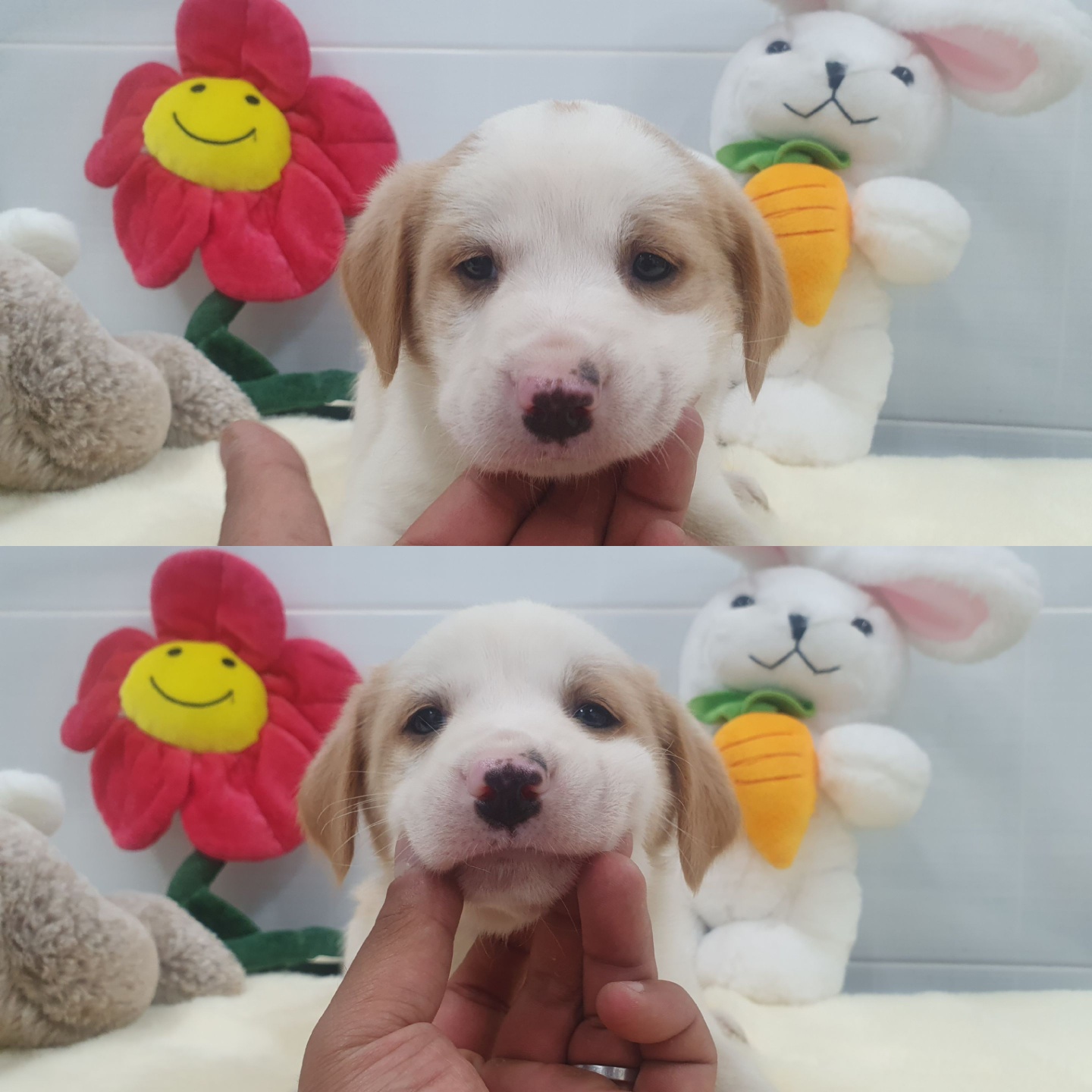 경주동물사랑보호센터_447505202400367